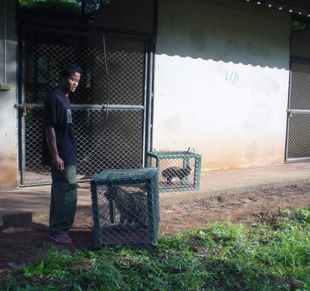 หนุ่มยืนรอเคลื่อนย้ายเสือปลาเข้าที่อยู่อาศัยใหม่ที่สถานีของกรมอุทยานฯ