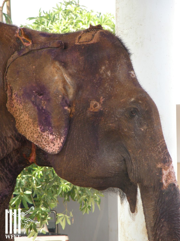 Wounds to the head of Kanchana