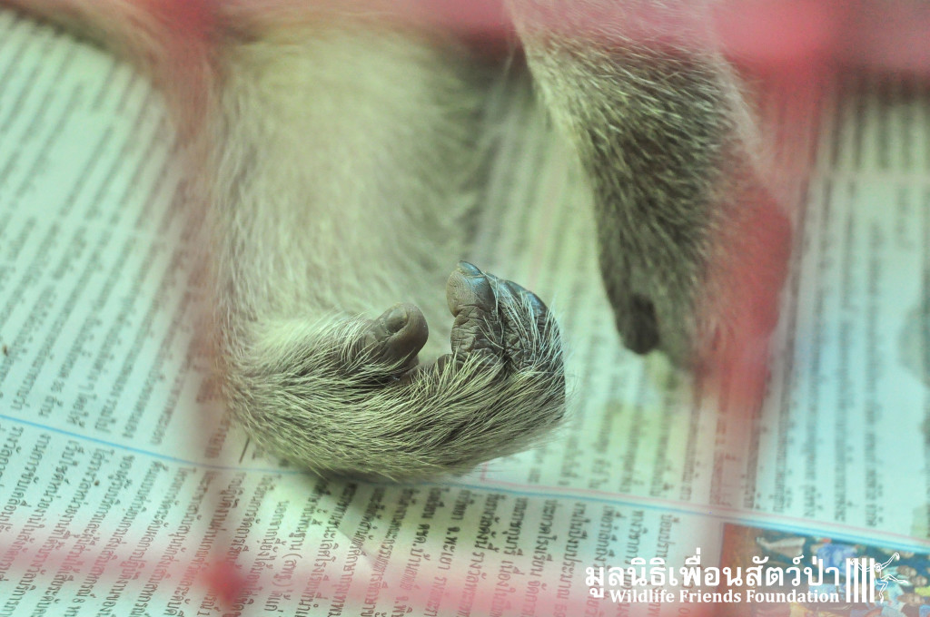 Macaque rescue KaoWang_Tetanus 161015 817