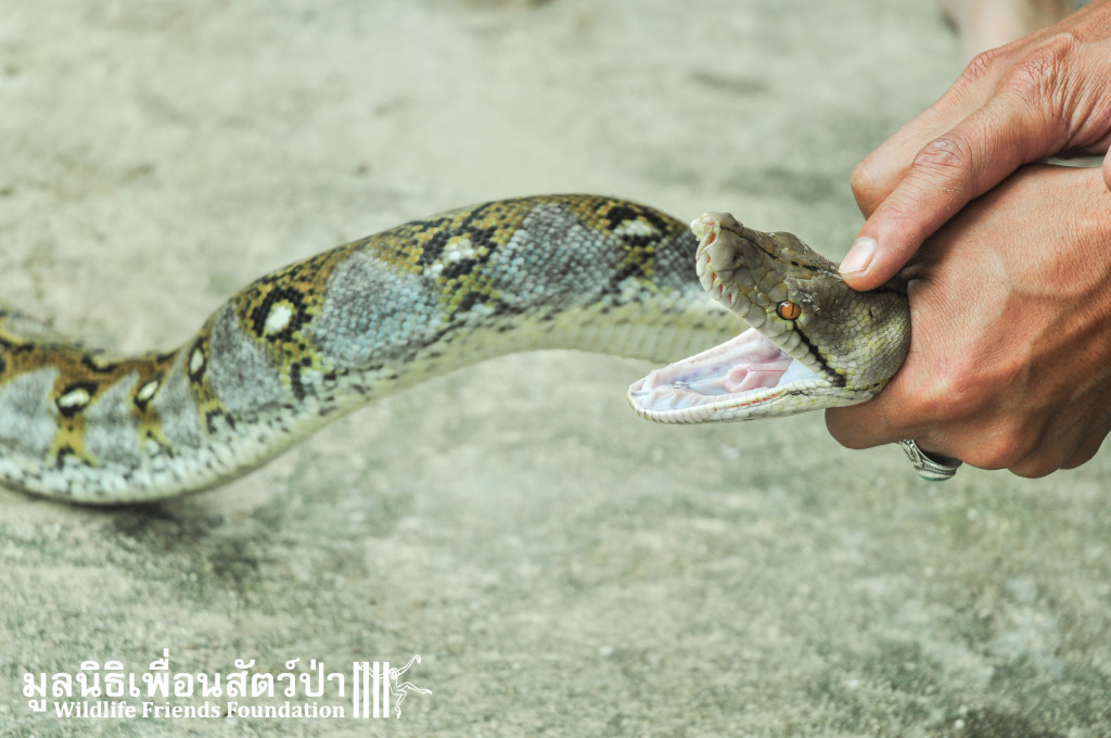 Pathon Snake rescue 111015 517