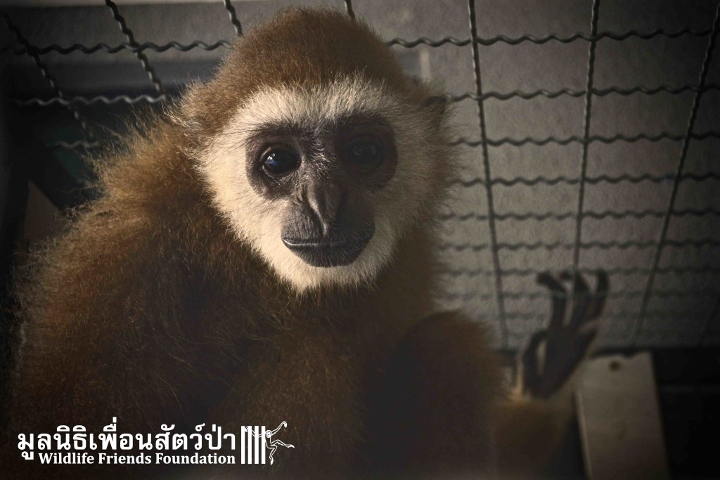 Gibbon rescue AungAing 22:1:16 sm 441