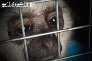 Gibbon rescue AungAing 22:1:16 sm 460