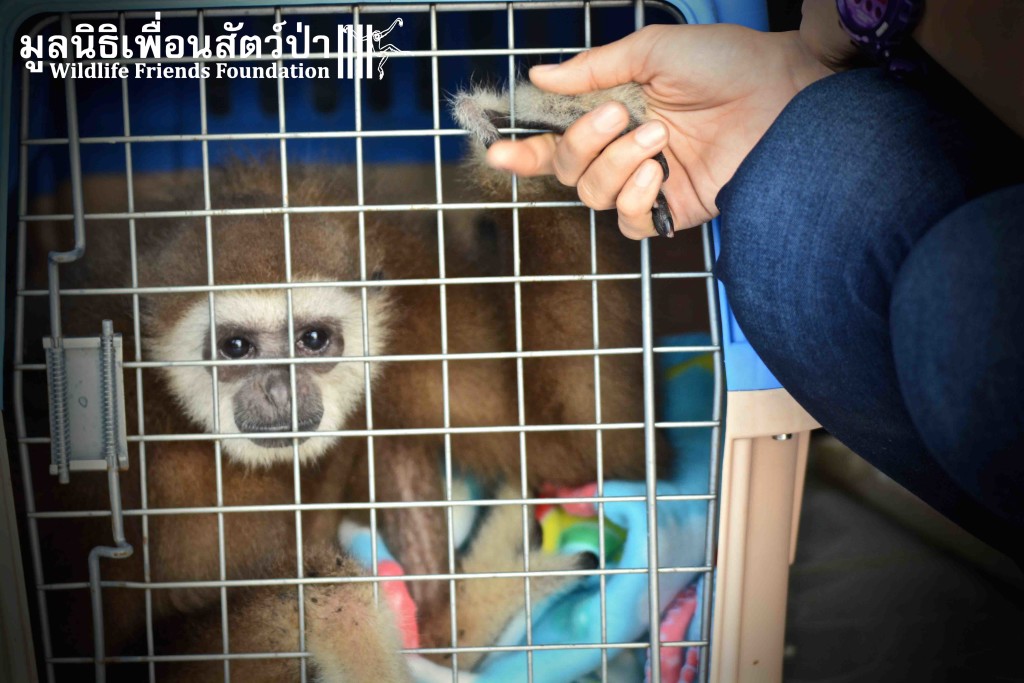 Gibbon rescue AungAing 22:1:16 sm 474