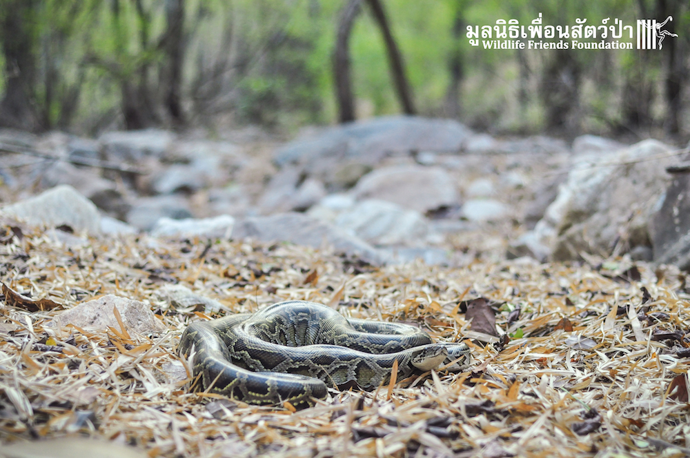 Release Burmese python 280116 999