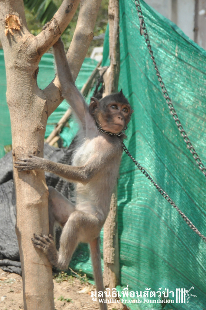 Macaque rescue Jack 080316 340