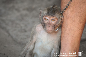 Macaque rescue Jack 080316 3935