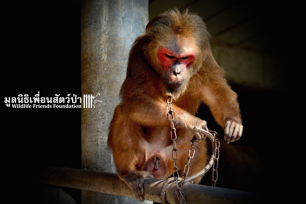 Macaque rescue KhaiLiam 080316 4990