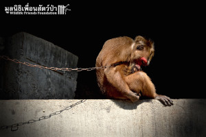 Macaque rescue KhaiLiam 080316 5045