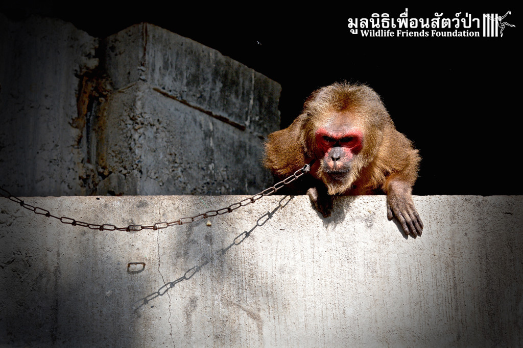 Macaque rescue KhaiLiam 080316 5051