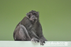 Macaque rescue NhongKae 090316 1041