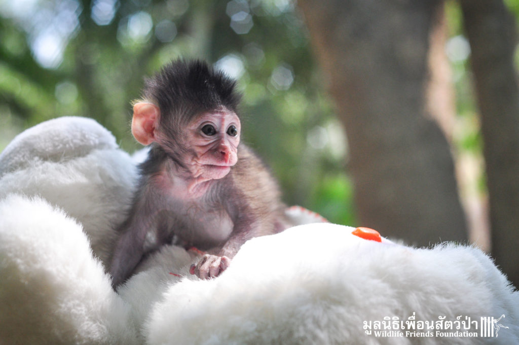 Macaque rescue MaKut_Baby Monkey 200416  25 sm