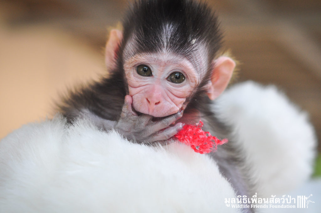 Macaque rescue MaKut_Baby Monkey 200416  28 sm