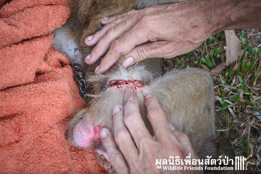 Macaque rescue Lamai samui 020416 13 B