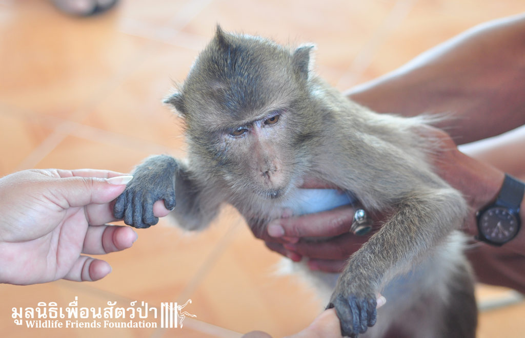 Macaque rescue Lham 260316 602
