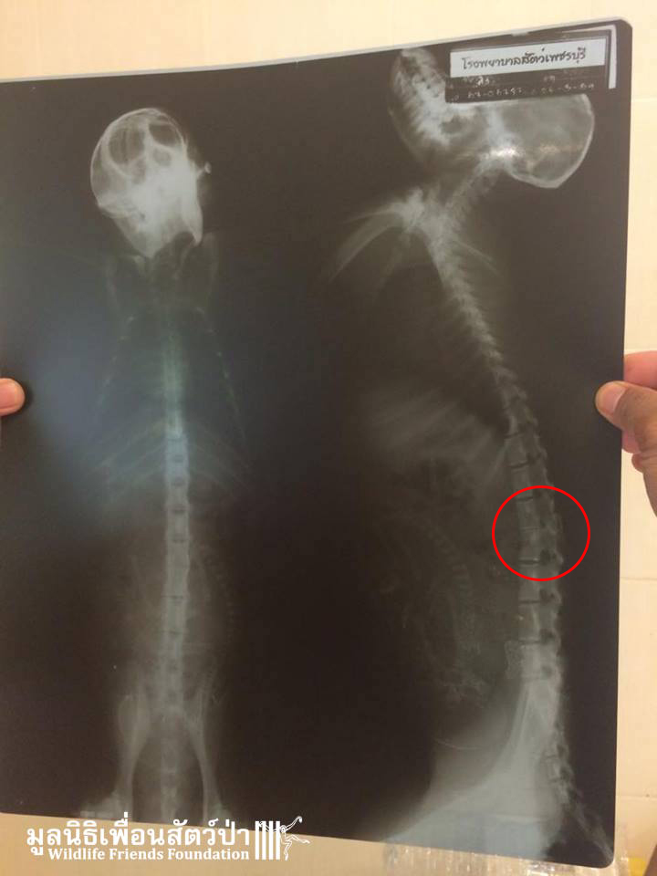 Macaque rescue Lham X-ray