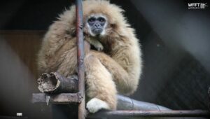 International Gibbon Day