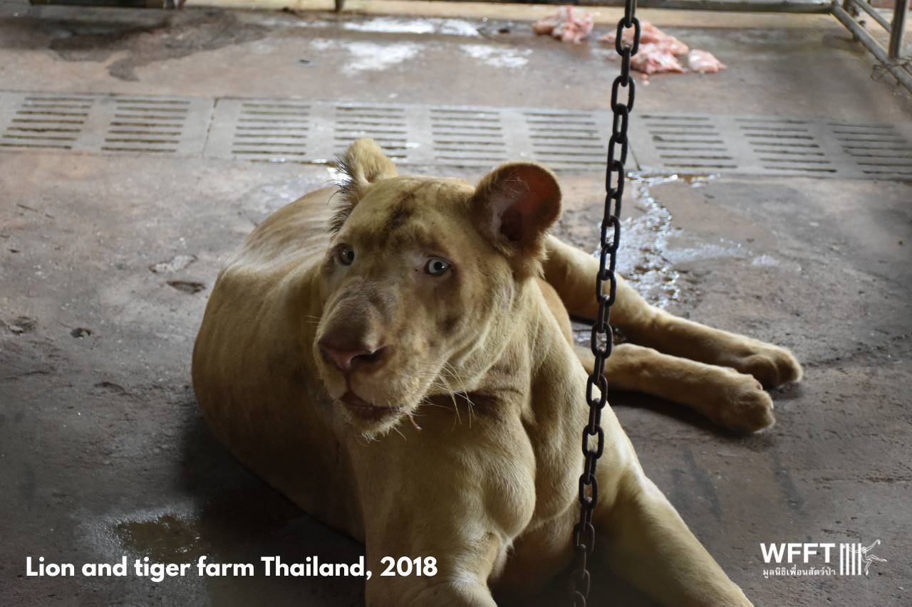 สภาพของสิงโตเผือกที่ใช้ในการเพาะพันธุ์